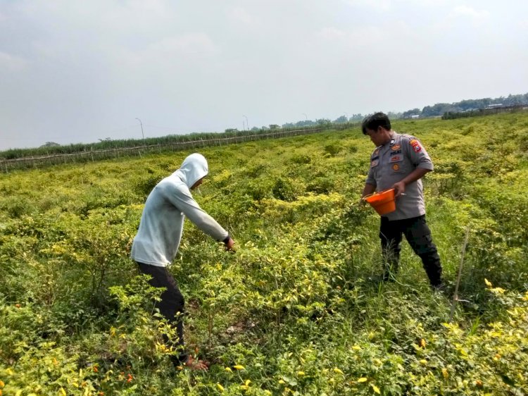 Polisi Cinta Petani Panen Cabai Bareng, Wujud Nyata Dukung Ketahanan Pangan Polresta Sidoarjo